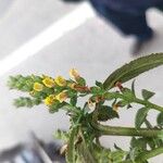Lindenbergia philippensis