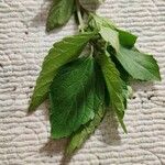 Acalypha virginica Folha