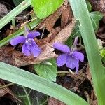 Viola reichenbachiana Habitus