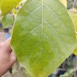 Tabebuia roseoalba Blatt