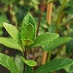 Salvia buchananii Leaf