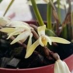 Maxillaria parkeri Blomma