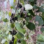 Rhamnus cathartica Фрукт