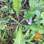 Crepis paludosa Hábito