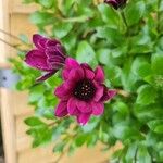 Osteospermum spp. Flors