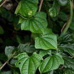 Dioscorea sansibarensis Blatt