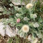 Hieracium villosum Fruit