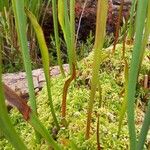 Sarracenia flava 葉