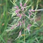 Poa alpina Fruit