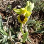 Ophrys lutea Floro