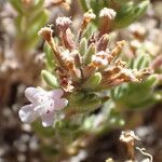 Micromeria herpyllomorpha Flor