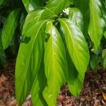 Nectandra hihua Leaf