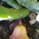 Huernia macrocarpa Flower