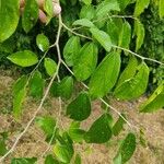 Celtis iguanaea Ліст