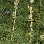 Artemisia atrata Habit