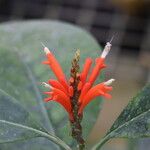 Aphelandra longiflora Λουλούδι