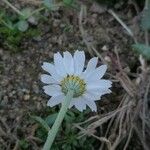 Anthemis arvensis 花