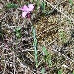 Dianthus carthusianorumList