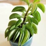 Peperomia dolabriformis Liść