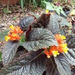 Episcia cupreata Λουλούδι