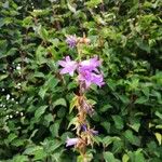 Campanula tracheliumFlower