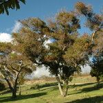 Acacia confusa Хабит