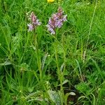 Dactylorhiza fuchsii 整株植物