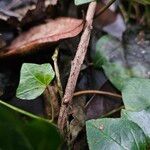 Hedera hibernica Casca