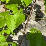 Cardiospermum grandiflorum Likasa