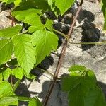 Cardiospermum grandiflorum Leaf