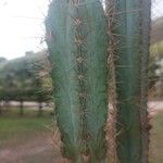 Pilosocereus pachycladus ഇല