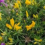 Ulex gallii Flower