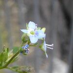 Veronica beccabunga Flower
