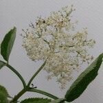 Sambucus nigraBlomst