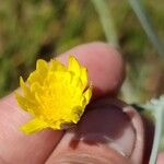 Launaea mucronata 花