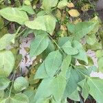 Halleria lucida Hoja