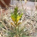 Deuterocohnia longipetala Flower