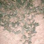 Echium angustifolium Flower