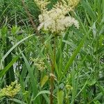 Filipendula ulmariaBlüte