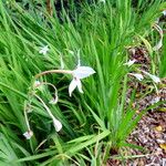 Gladiolus murielae Λουλούδι