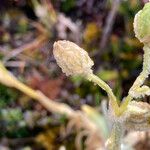 Cerastium floccosum