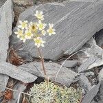 Saxifraga crustata 形态