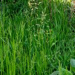 Poa trivialis Hábito