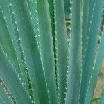 Puya mirabilis Leaf