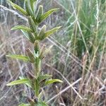 Oenothera stricta Frunză