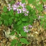 Cardamine chelidonia 花