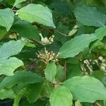 Cornus sanguinea 果