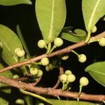 Ficus americana Plod