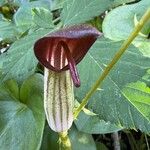 Arisarum vulgareফুল