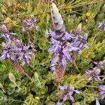 Coleus neochilus Flower